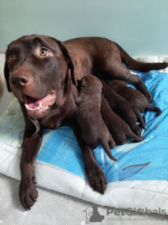 Additional photos: Labrador retriever puppies with good pedigree, chocolate color.