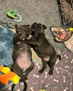 Photo №1. staffordshire bull terrier - for sale in the city of Vienna | 877$ | Announcement № 165427