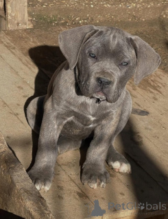 Photo №3. Acești frumoși pui de Cane Corso. Romania