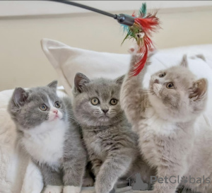 Photo №2 to announcement № 101687 for the sale of british shorthair - buy in Germany breeder