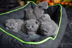 Photo №2 to announcement № 15461 for the sale of british shorthair - buy in United States 