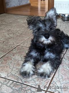 Photo №1. schnauzer - for sale in the city of Soligorsk | negotiated | Announcement № 112292