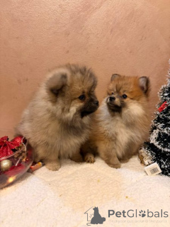 Photo №4. I will sell pomeranian in the city of New Garden.  - price - 206$