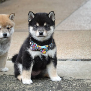 Photo №1. shiba inu - for sale in the city of Ibb | negotiated | Announcement № 39131