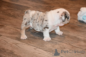 Photo №3. Quality Bred Family Raised ENGLISH BULLDOG Pups. Germany