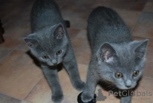 Photo №1. chartreux - for sale in the city of Paris | negotiated | Announcement № 43958