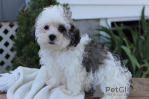 Photo №1. shih tzu - for sale in the city of Флорида Сити | negotiated | Announcement № 9237