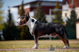 Photo №3. FCI bull terrier. Poland