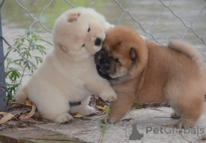 Photo №3. Bezaubernde Chow-Chow-Welpen suchen ein neues Zuhause für immer... Kontaktieren. Germany