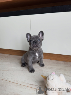 Photo №3. Top-Quality French Bulldog Puppies Health Tested & Home Raised. Switzerland