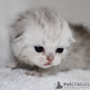 Photo №2 to announcement № 10547 for the sale of scottish fold - buy in Kazakhstan private announcement, from nursery, breeder