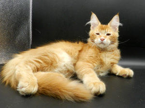 Photo №2 to announcement № 3453 for the sale of maine coon - buy in Russian Federation from nursery