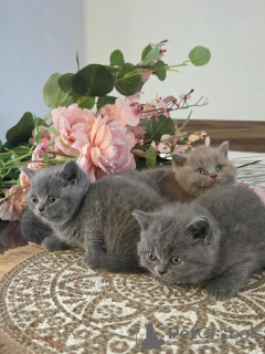 Photo №2 to announcement № 177054 for the sale of british longhair - buy in Germany private announcement
