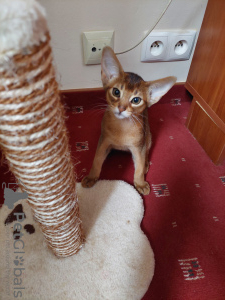 Photo №2 to announcement № 42656 for the sale of abyssinian cat - buy in Poland breeder