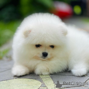 Photo №4. I will sell pomeranian in the city of Гронинген. private announcement - price - 380$