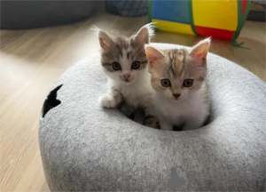 Photo №1. munchkin - for sale in the city of Bretzfeld | 329$ | Announcement № 153186