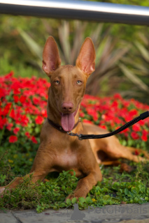 Photo №3. Pharaoh Hound Puppy Girl. Czech Republic