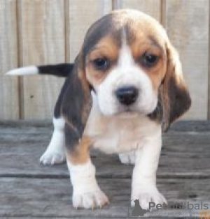 Photo №1. beagle - for sale in the city of Uppsala | negotiated | Announcement № 55311