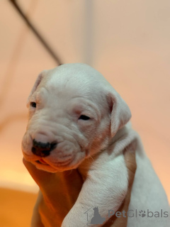 Photo №2 to announcement № 139107 for the sale of dogo argentino - buy in Poland breeder