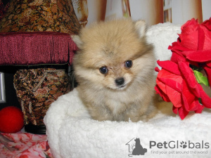 Photo №2 to announcement № 13257 for the sale of pomeranian - buy in Russian Federation private announcement, breeder