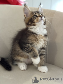 Photo №1. maine coon - for sale in the city of Monaco | negotiated | Announcement № 164569