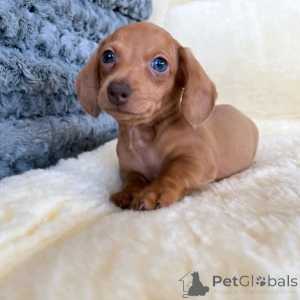 Photo №2 to announcement № 137131 for the sale of dachshund - buy in Germany breeder