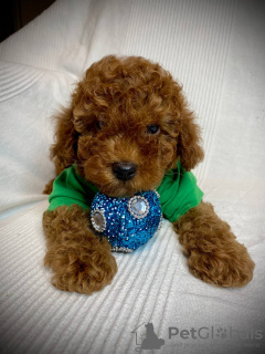 Photo №1. poodle (toy) - for sale in the city of Foča | 300$ | Announcement № 63498