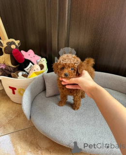 Photo №2 to announcement № 158345 for the sale of poodle (toy) - buy in Switzerland 