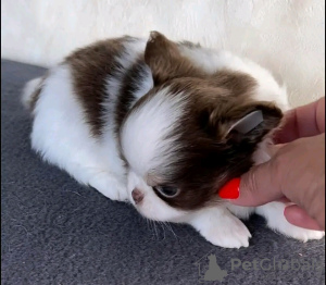 Photo №2 to announcement № 132042 for the sale of chihuahua - buy in Estonia breeder