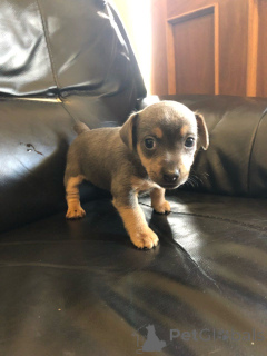 Photo №3. Jack Russell puppies. Sweden