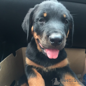 Photo №1. rottweiler - for sale in the city of Oslo | 634$ | Announcement № 80685