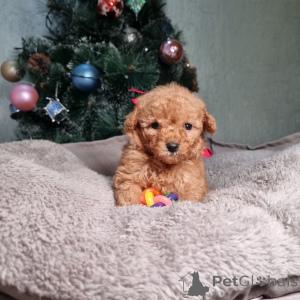 Photo №2 to announcement № 163101 for the sale of poodle (toy) - buy in Finland private announcement, from the shelter