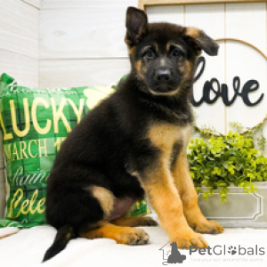 Photo №2 to announcement № 165875 for the sale of german shepherd - buy in Germany private announcement