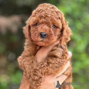 Photo №1. poodle (toy) - for sale in the city of Helsinki | 516$ | Announcement № 164037