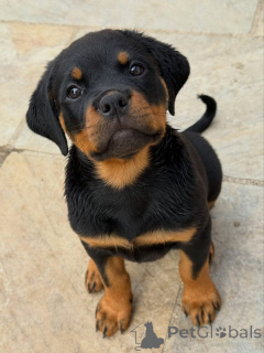 Photo №3. Entzückende Rottweiler-Welpen suchen ein liebevolles Zuhause!. Germany