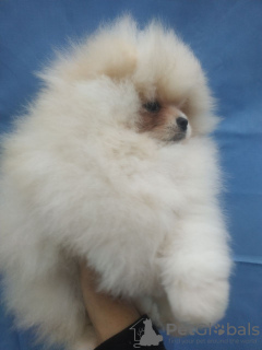 Additional photos: Spitz Pomeranian