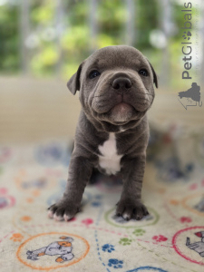 Photo №2 to announcement № 140369 for the sale of staffordshire bull terrier - buy in Croatia breeder