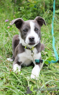 Photo №1. american staffordshire terrier - for sale in the city of Москва | Is free | Announcement № 114782