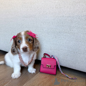 Photo №2 to announcement № 171695 for the sale of dachshund - buy in Austria private announcement