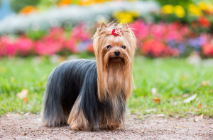 Photo №4. I will sell yorkshire terrier in the city of St. Petersburg. from nursery - price - 325$