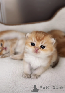Photo №2 to announcement № 151264 for the sale of british shorthair - buy in Czech Republic from nursery, breeder