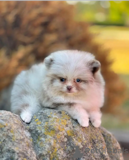 Photo №3. Love toilet trained pomeranian. Estonia