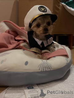 Photo №1. yorkshire terrier - for sale in the city of Meljine | 568$ | Announcement № 163332