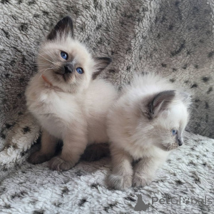 Photo №2 to announcement № 176234 for the sale of balinese cat - buy in Georgia private announcement