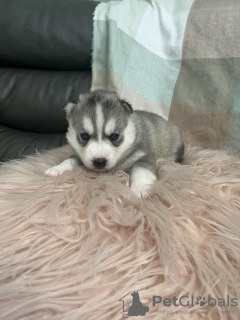 Photo №2 to announcement № 108612 for the sale of siberian husky - buy in United States private announcement