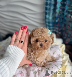 Photo №1. maltipu - for sale in the city of Vienna | negotiated | Announcement № 166908