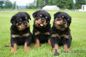 Photo №1. rottweiler - for sale in the city of Fredrikstad | 317$ | Announcement № 71550