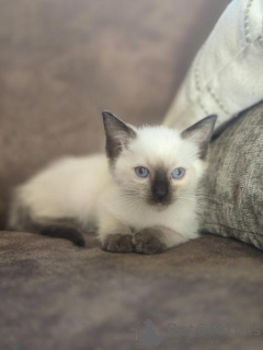 Photo №1. siamese cat - for sale in the city of Castrop-rauxel | 361$ | Announcement № 177984