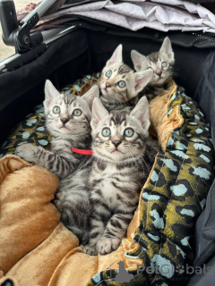 Photo №1. bengal cat - for sale in the city of Nyon | 706$ | Announcement № 152764