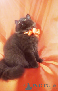 Photo №2 to announcement № 156662 for the sale of british longhair - buy in Belarus breeder